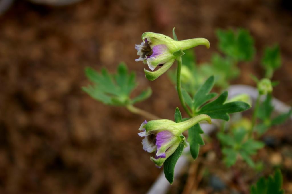 Изображение особи Delphinium smithianum.