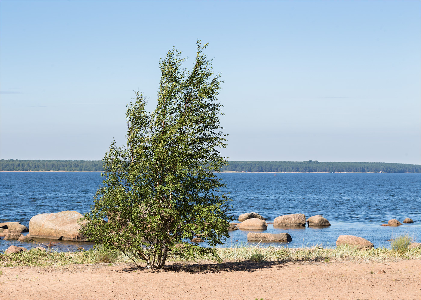 Image of Betula pendula specimen.