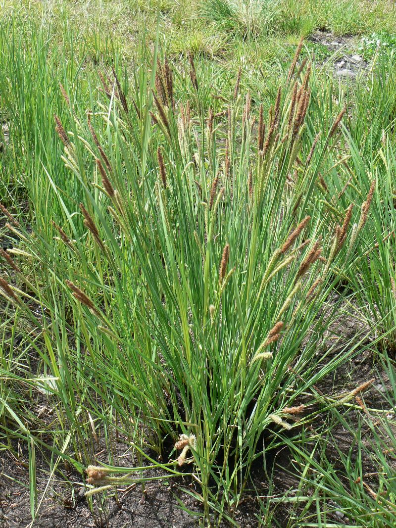 Изображение особи род Carex.