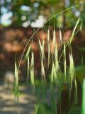 Anisantha sterilis