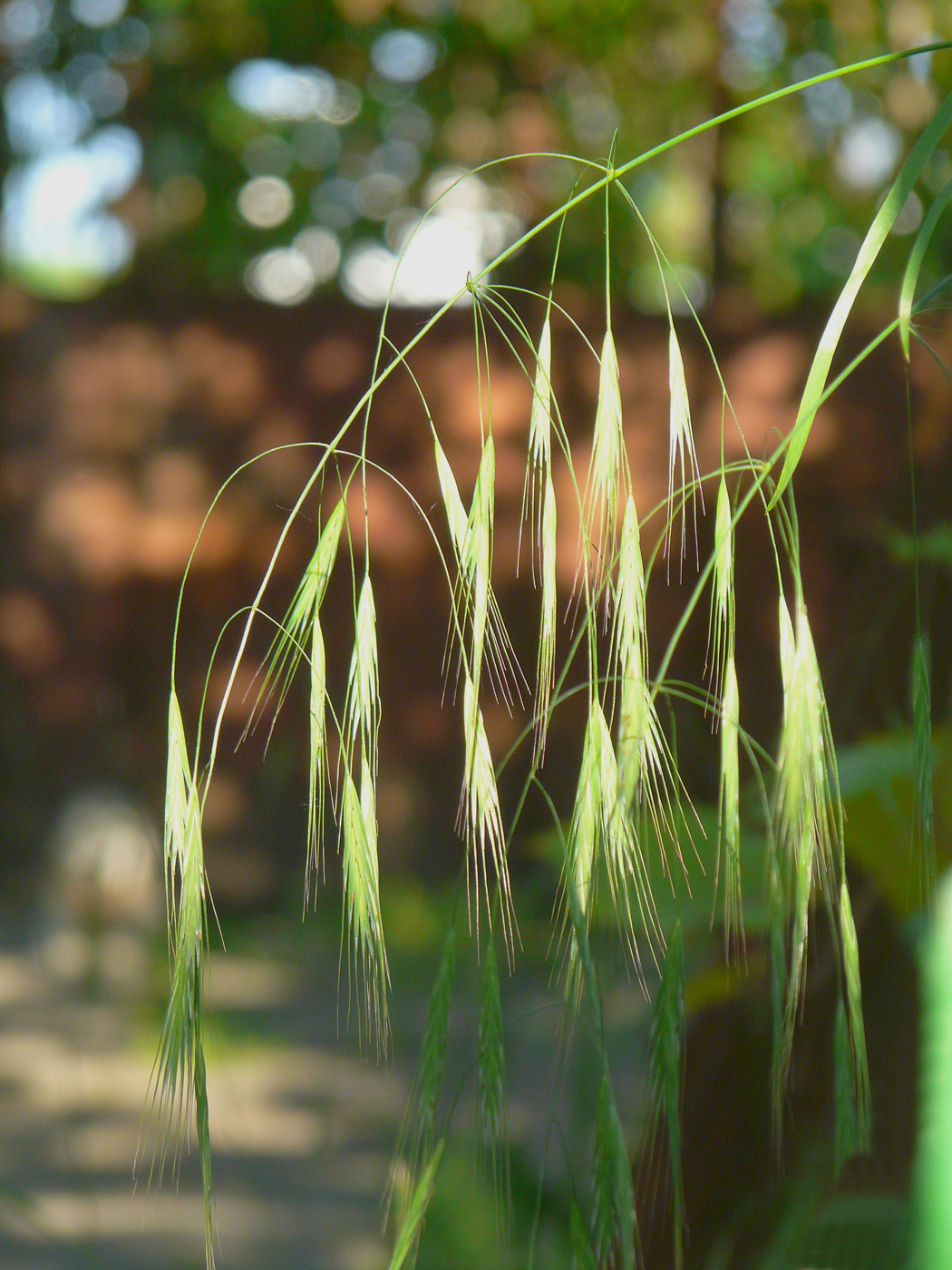 Изображение особи Anisantha sterilis.