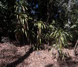 Cordyline petiolaris