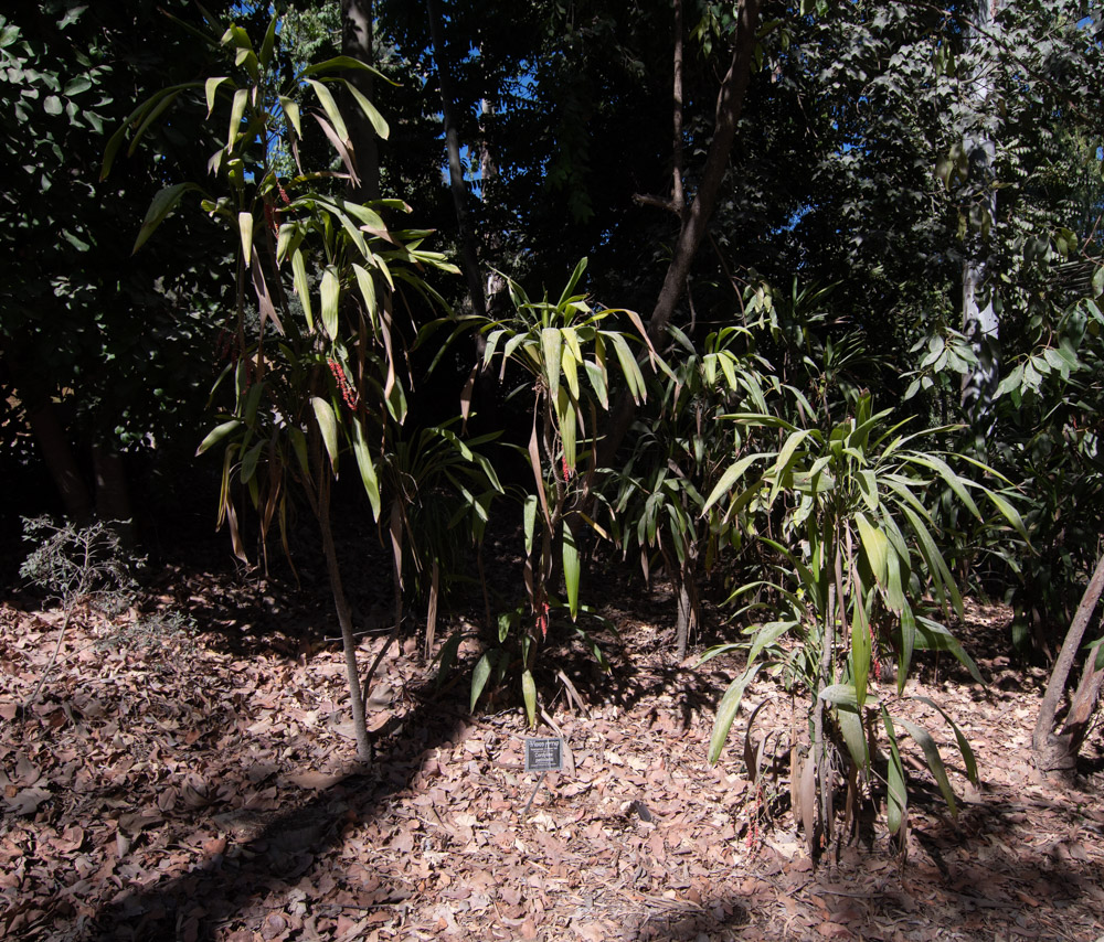 Изображение особи Cordyline petiolaris.