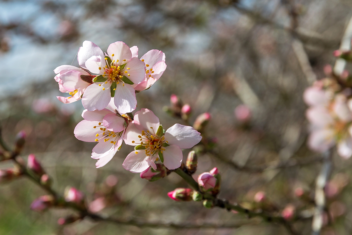 Изображение особи Amygdalus communis.