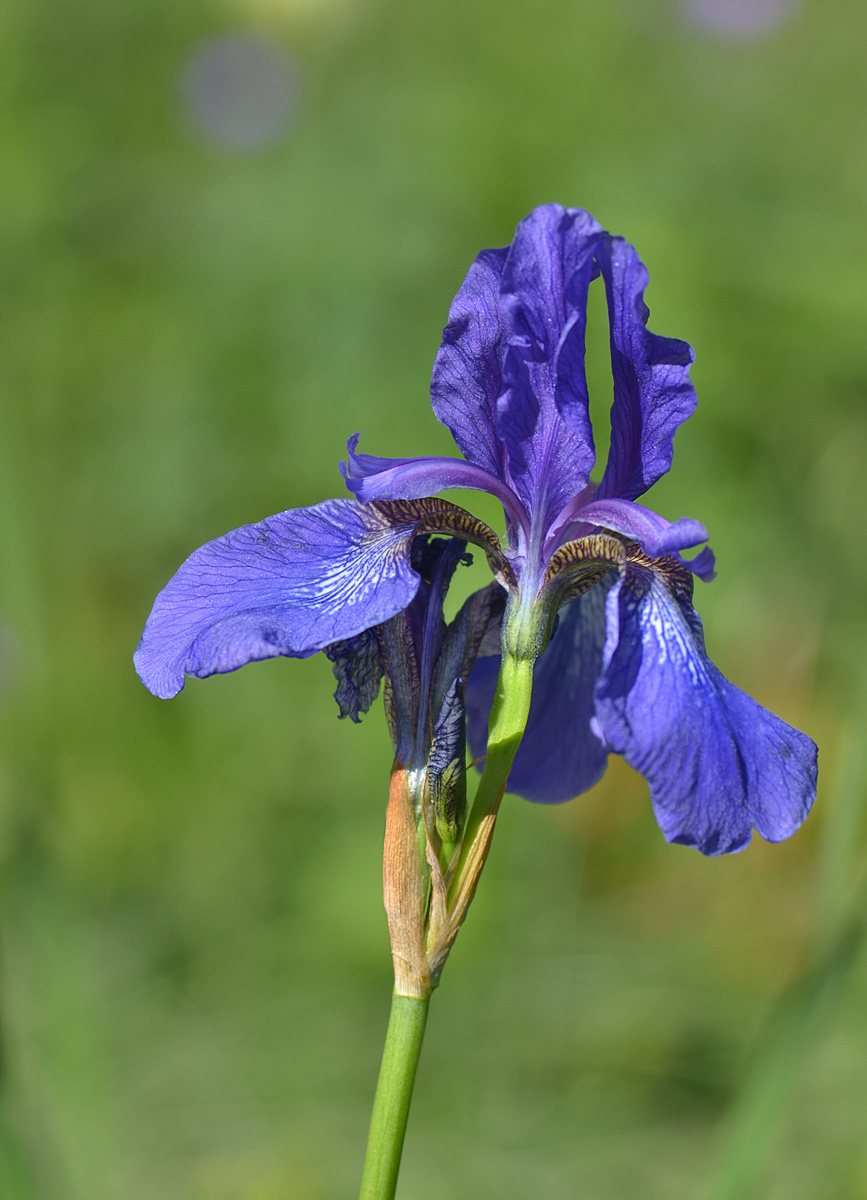 Изображение особи Iris sibirica.