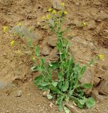 Brassica campestris. Цветущее растение. Азербайджан, Масаллинский р-н. 14.04.2010.