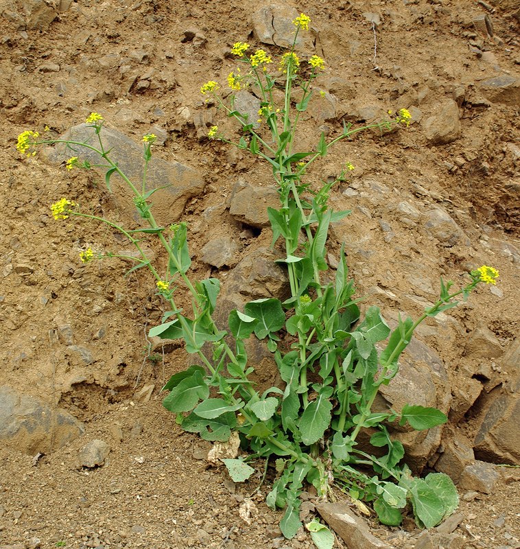 Изображение особи Brassica campestris.