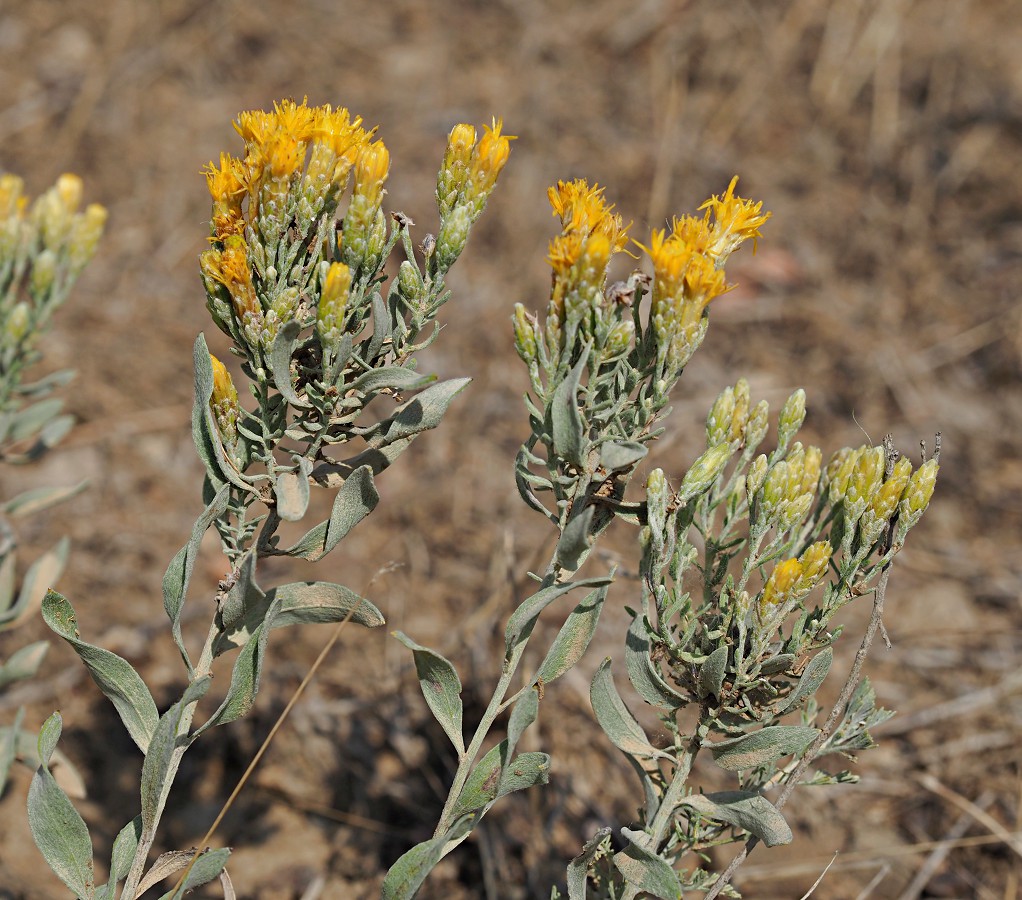 Image of Galatella villosa specimen.