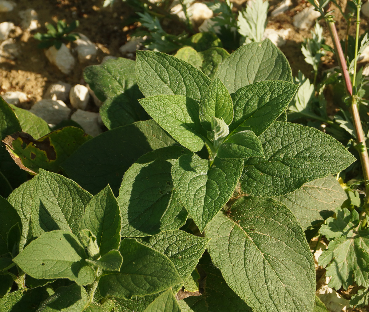 Изображение особи Symphytum asperum.