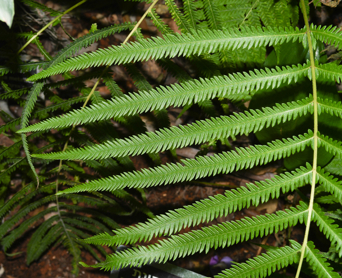 Image of Thelypteris kunthii specimen.