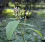 Desmodium canadense. Верхушка побега с развивающимся соцветием. Москва, ГБС, дендрарий. 31.08.2021.