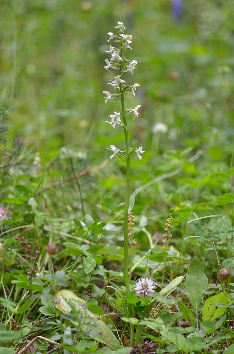 Изображение особи Platanthera chlorantha.