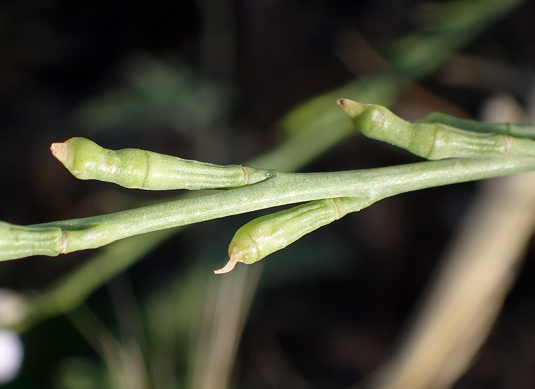 Image of Erucaria hispanica specimen.