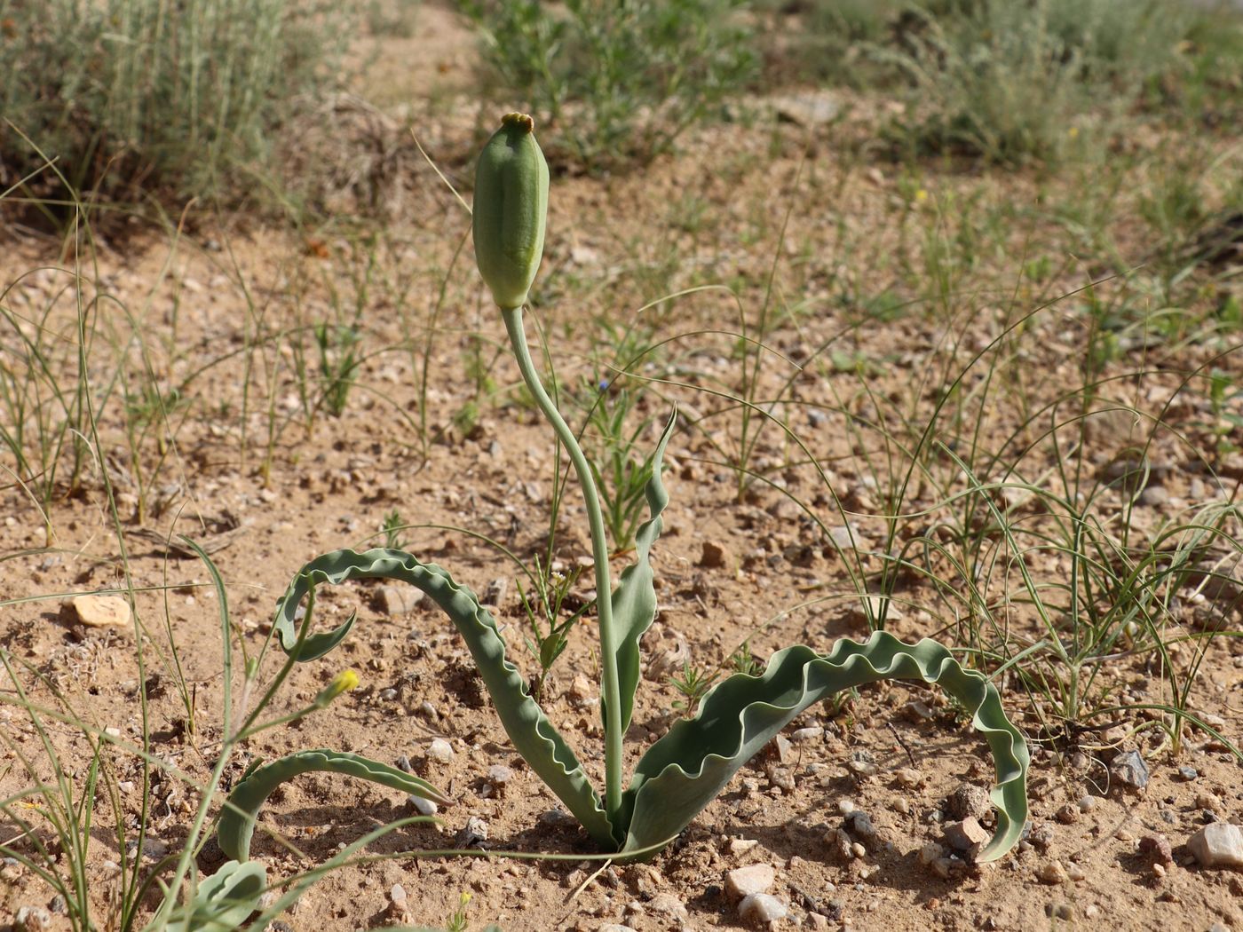 Image of Tulipa lehmanniana specimen.
