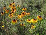 Rudbeckia hirta