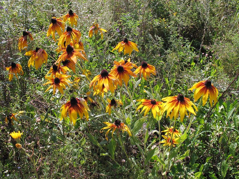 Image of Rudbeckia hirta specimen.