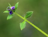 Asperugo procumbens. Верхушка цветущего растения. Приморский край, г. Владивосток, проспект 100 лет Владивостоку, в палисаднике возле дома №100. 14.05.2022.