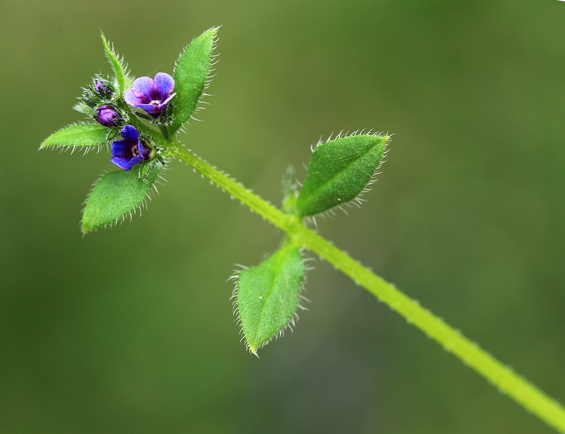 Image of Asperugo procumbens specimen.