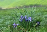 Iris ventricosa. Цветущее растение. Приморский край, Ханкайский р-н, окр. с. Комиссарово, долина р. Комиссаровка, остепнённый луг. 20.05.2022.