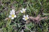 genus Cerastium. Цветки. Чечня, Шаройский р-н, окр. с. Шарой, около 2100 м н.у.м., альпийский луг. 15.05.2022.