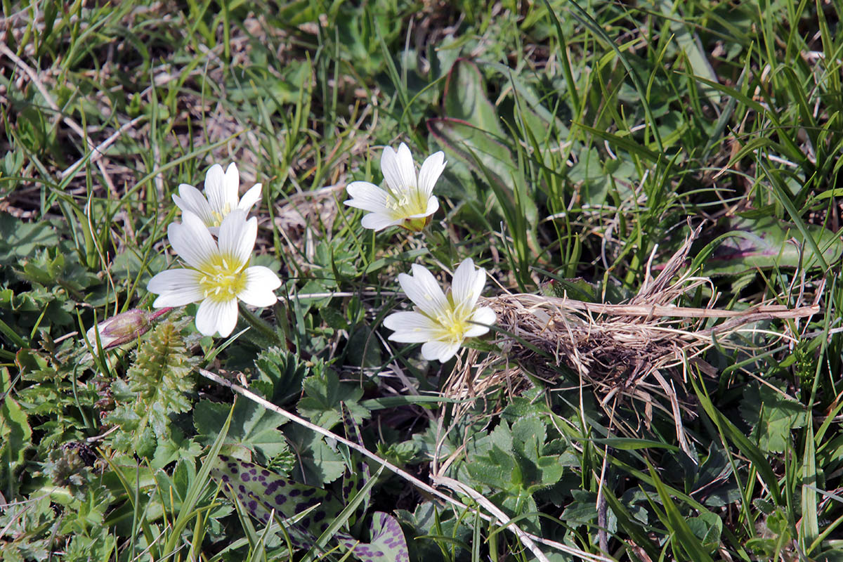Image of genus Cerastium specimen.