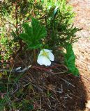 Rubus chamaemorus