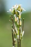 Arabis sagittata