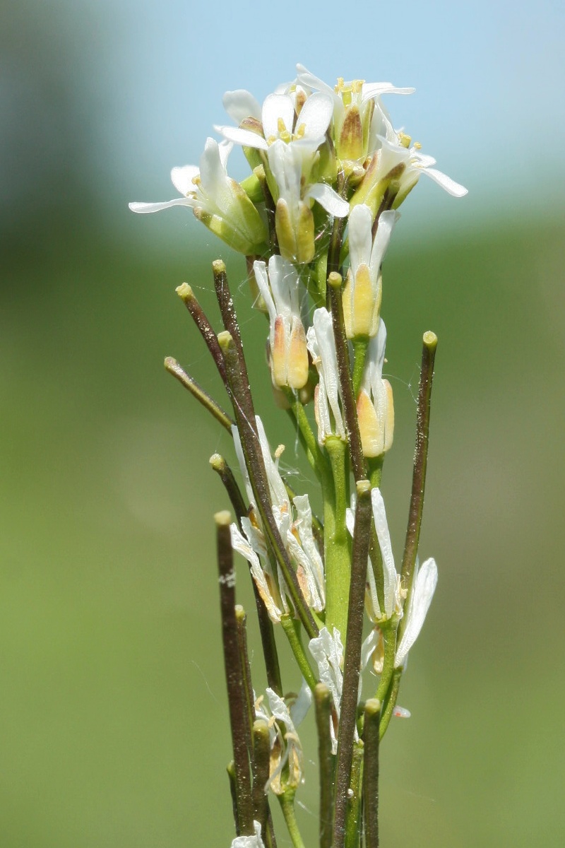 Image of Arabis sagittata specimen.