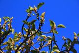 genus Ficus. Ветви с плодами и листьями. Эфиопия, провинция Сидама, аураджа Борэна, национальный парк \"Nech Sar\". 01.01.2015.