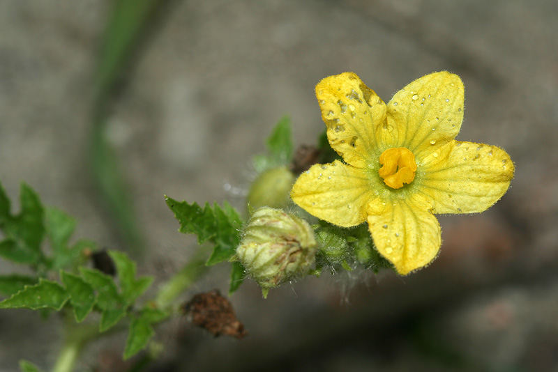 Изображение особи Citrullus lanatus.