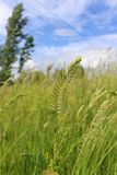 Agropyron cristatum