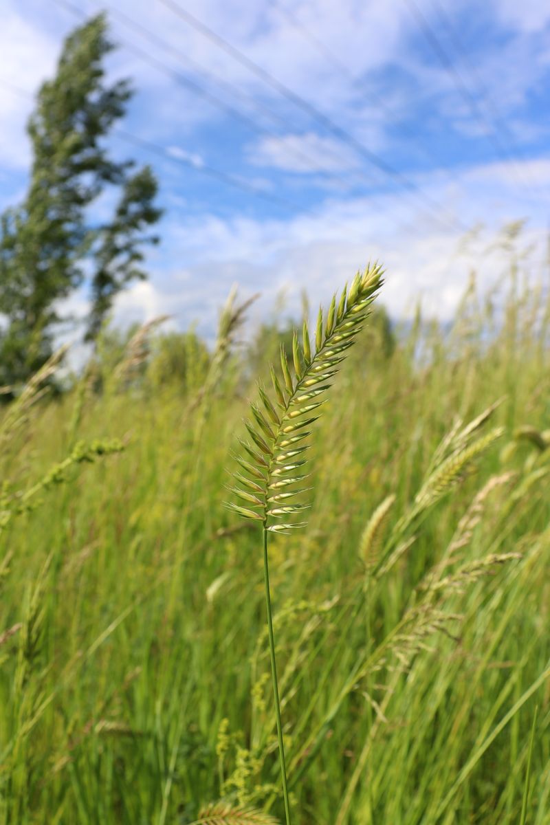 Изображение особи Agropyron cristatum.