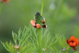 Adonis parviflora