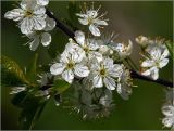 Prunus spinosa