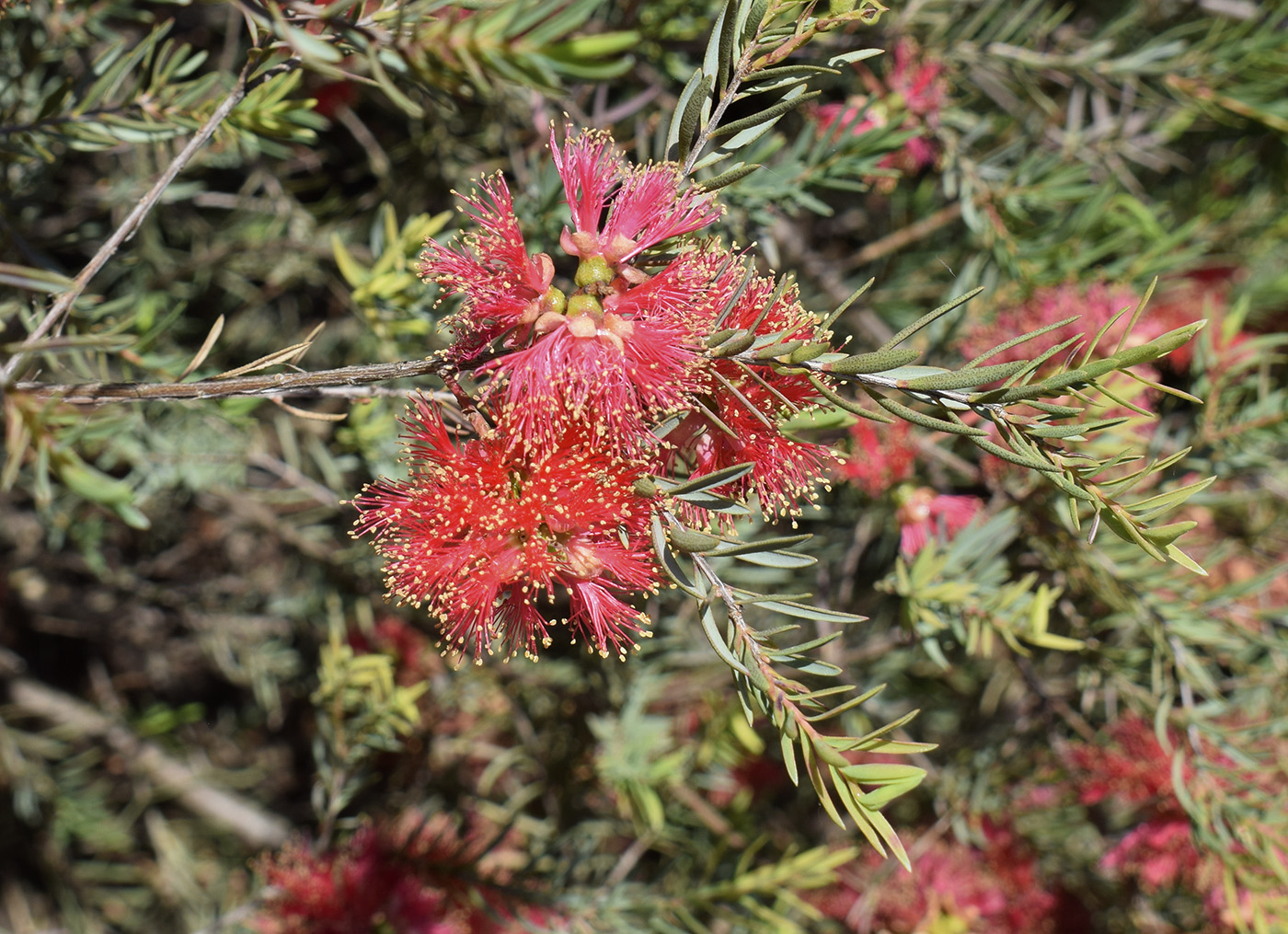 Изображение особи Melaleuca fulgens.