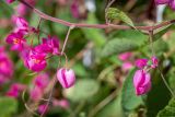 Antigonon leptopus