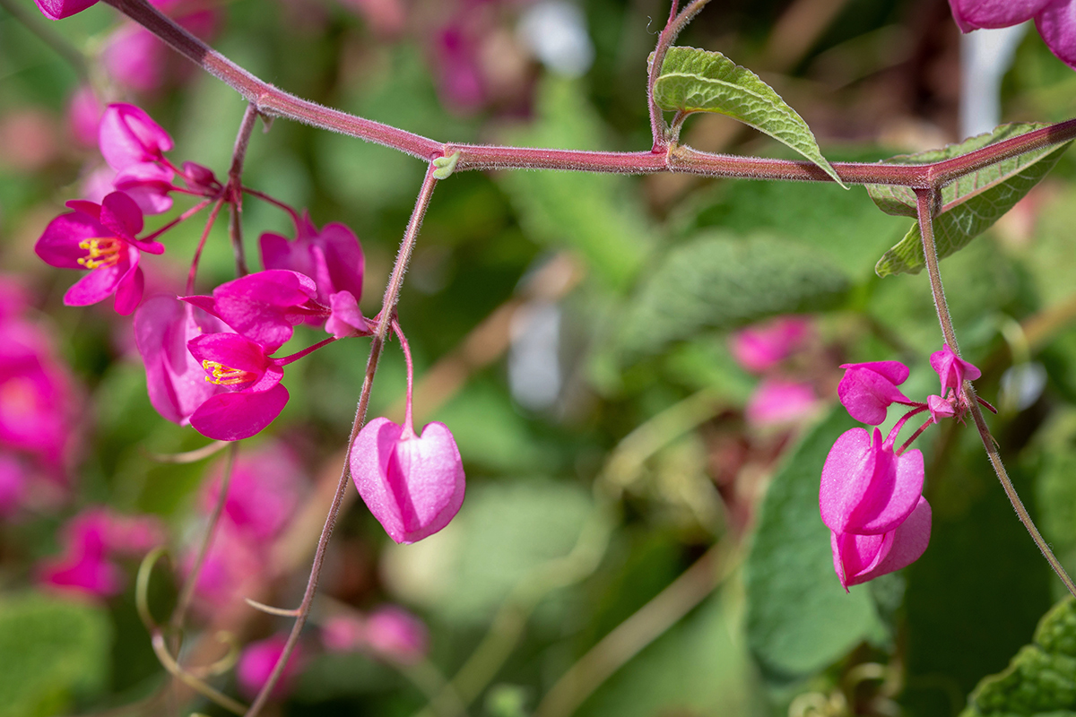 Изображение особи Antigonon leptopus.