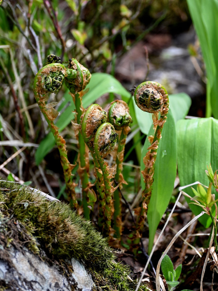 Image of Athyrium filix-femina specimen.