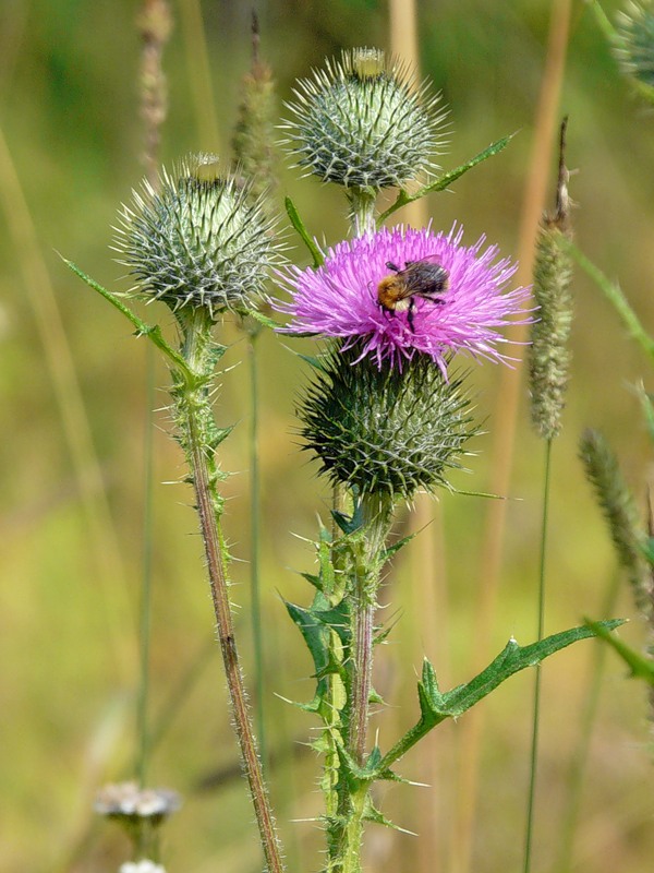 Image of Cirsium vulgare specimen.