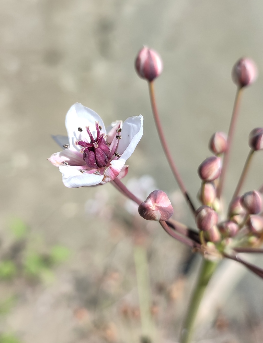 Изображение особи Butomus umbellatus.