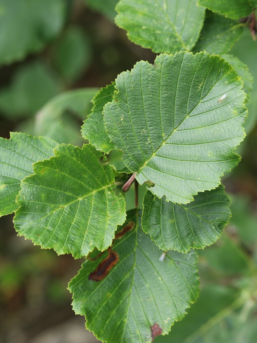 Изображение особи Alnus kolaensis.