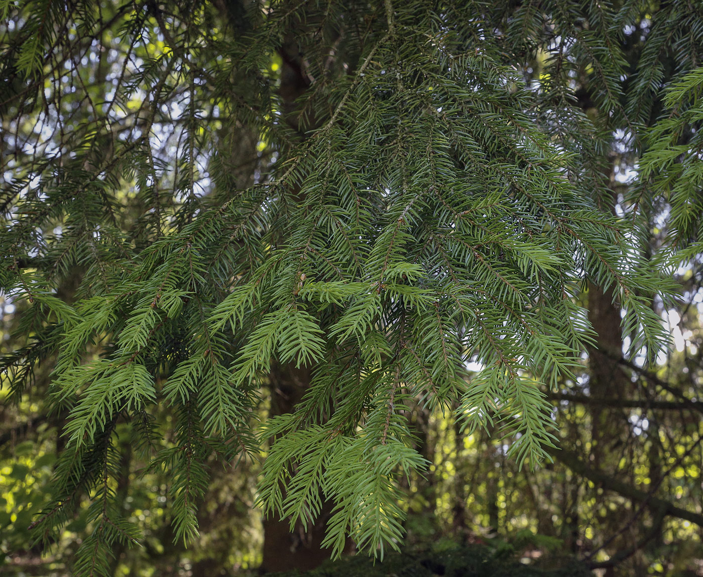 Image of Picea abies specimen.