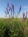 Salvia tesquicola