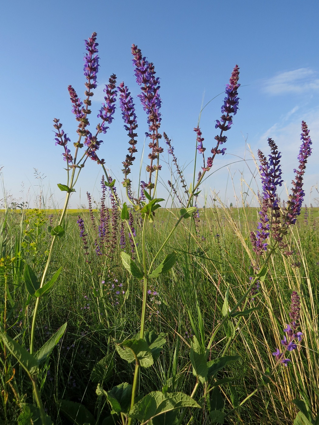 Изображение особи Salvia tesquicola.