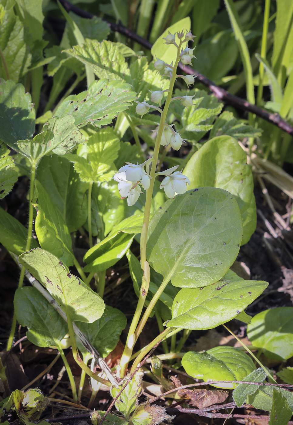 Image of Pyrola rotundifolia specimen.