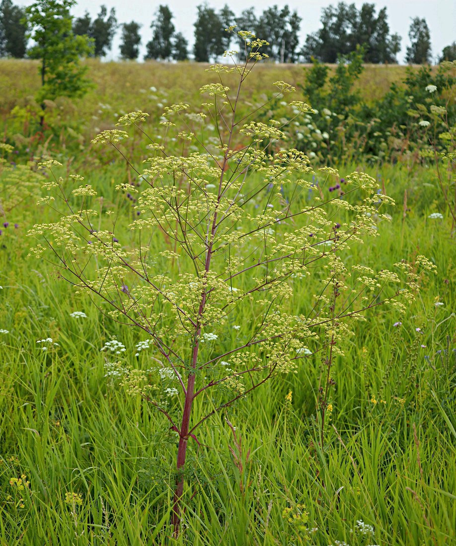 Изображение особи Xanthoselinum alsaticum.