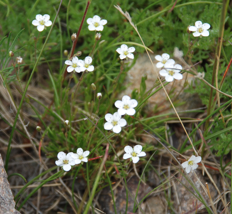 Image of Minuartia verna specimen.