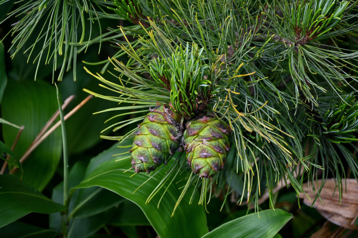 Изображение особи Pinus pumila.