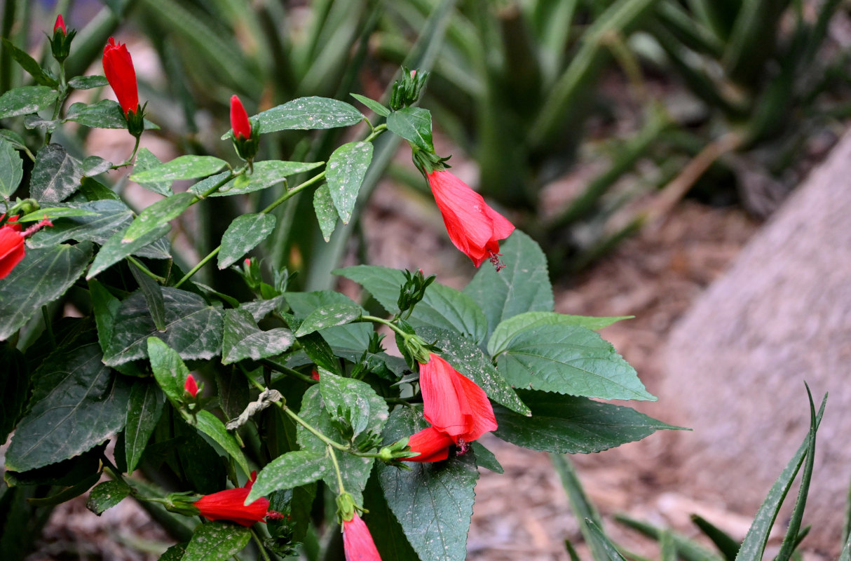 Изображение особи Malvaviscus penduliflorus.