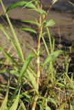 Persicaria lapathifolia. Нижняя часть цветущего растения. Карелия, г. Медвежьегорск, берег Онежского оз. близ ул. Онежская, луговина на песчаном пляже. 06.08.2022.